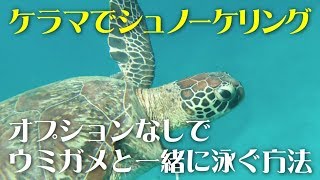 5000円分のオプションなしでウミガメと一緒に泳ぐ方法