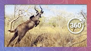 Kudu (Antelope) in 360 4K Running and Jumping (Wildlife and Nature 2018)