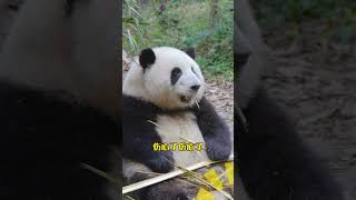 Pandas Understand Sichuan Dialect Series