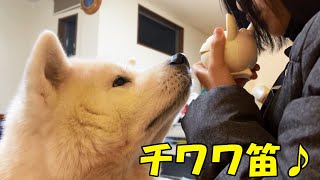 我が家の伝統チワワ笛で秋田犬・シェパード犬と楽しく過ごす【VLOG】