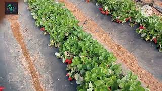 ইতালিতে আমরা স্ট্রবেরি তোলার কাজ কিভাবে করি//How we do strawberry picking in Italy