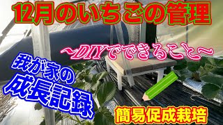 【大ピンチ】大寒波からイチゴを守れ！！イチゴの簡易促成栽培。12月18日の様子。〜サラリーマンでも出来るいちご栽培シリーズ〜