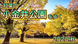 紅葉の小金井公園を歩く　Video of walking in Koganei Park in autumn colors 2020.11.17