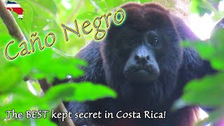 CR 7 The BEST Tour in Costa Rica! Cano Negro Wildlife Refuge River Boat Tour