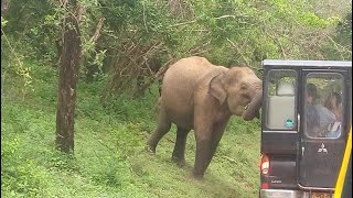 Ceylon Wild Safari || සෆාරි ජීප් රථයකට පහර දුන් කුරු අලියා😱 || Elephant attack Yala National park