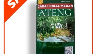 Grosir Bibit Cabe Ateng Lokal Medan WA 0813-6599-6251