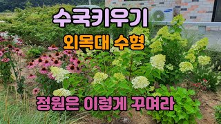 수국키우기 외목대수형 정원가꾸기 여러가지야생화