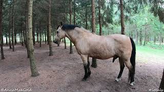 Mxtube.net :: horse fart Mp4 3GP Video & Mp3 Download unlimited ...
