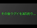 コイ釣り10 原点回帰。自分の初期の頃の仕掛けで。 2022年11月20日（日）