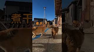 猫島の猫達に朝ご飯を食べさせてきた #shorts