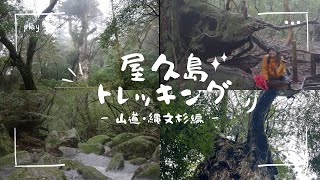 屋久島 | 縄文杉10時間トレッキングコース ②