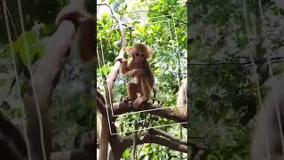 Monkeys, Baby monkey videos   BeeLee Monkey Fans #Shorts EP744