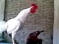 smiley crowing rooster tam ötecekken gülen horoz çok komik