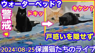 2024ｰ08−25 保護猫たちの「ほっこり猫ライブ」ハッチ＆マック＋黒猫めめ＋がんサバイバーママ Cat live Stream in Japan -Cat Life TV