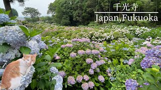 【久留米】あじさい寺の美しい風景を見に行く