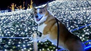 Goro \u0026 Japan / 四季の風景  コーギー welsh corgi