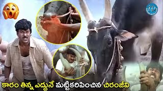 మట్టికరిపించిన చిరంజీవి | Aapadbandhavudu Movie Chiranjeevi Bull Fight Scene | @iDreamCelebrityMasti