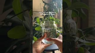 Chopping and propagating a long trailing pothos #plantlovers #plantpropagation #plantlovers