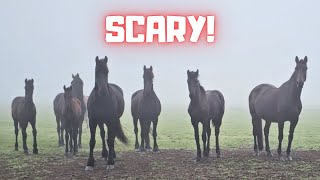 Oh no, it's broken! | It's foggy and very scary!! | What is handyman Bauke making? | Friesian Horses