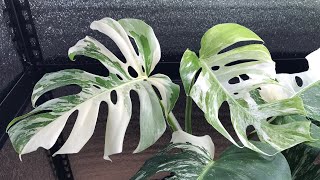 Monstera Albo Borsigiana Variegata Growth_몬스테라 알보 키우기_2022.12.31_몬스테라 신엽 찢잎 콧구멍 무늬_몬스테라 성장과정 번식 분양