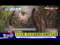 北市民生社區路樹倒 險砸民宅玻璃｜tvbs新聞 @tvbsnews01