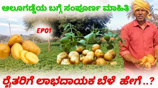 ಆಲೂಗಡ್ಡೆ ಬೆಳೆಯ ಬಗ್ಗೆ ಸಂಪೂರ್ಣ ಮಾಹಿತಿ #agriculture #farmer#potato #potatorecipe #potatosnacks #halli