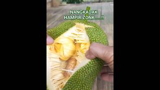 Petik Nangkadak Hampir Zonk #shorts #jackfruit