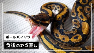 【お迎え】ボールパイソン食後のアゴ直し【ノーマル】