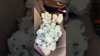 Cute kitten inside the Car seat #shorts #cats #funny
