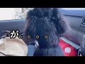 あれ？今日は3姉妹？🐶🐶🐶家族にはとっても優しいシェパードまろん💕【ジャーマンシェパード】