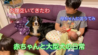 【赤ちゃんと犬の日常】妹のミルクを見てたら自分もお腹が減ってきて喋りだす　バーニーズマウンテンドッグ　 bernese mountain dog