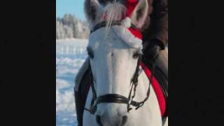 Jule bilder 2009 julie og lady_0001.wmv