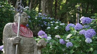 [花の御寺] 長谷寺 紫陽花 初瀬/奈良県 Hasedera