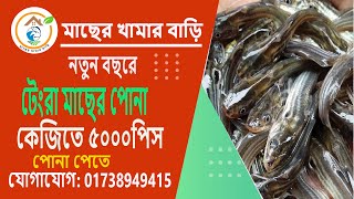 নতুন বছরে টেংরা মাছের পোনা কেজিতে ৫০০০ পিস।আধুনিক পদ্ধতিতে দেশি টেংরামাছ চাষ।01774773763/01738949415