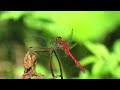 ruby meadowhawk dragonfly male