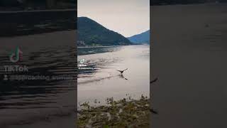 Coot running on the water #funnyanimals #cute #funny #animals