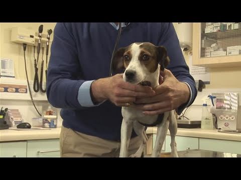 How To Start Breeding Your Dog How To Start Breeding Your Dog