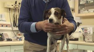 How To Start Breeding Your Dog