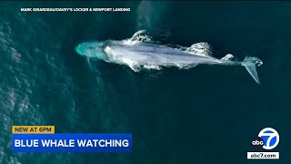 Whale sightings on the rise off SoCal coast. Here's why