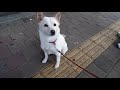 길가던중에 만난 귀여운 진돗개 dog. . jeonju . north jeolla province . 전라북도 全羅北道 . korea.....★.