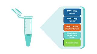 The AmplideX PCR CE SMN1 2 Plus Kit