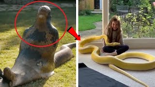 जब 5 पालतू जानवर ने अपने मालिक को ही खा लिया Pet Animals That Ate Their Owners