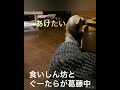 【ぐーたらフェレットの育て方】抱っこで寝たい人への、おすすめアイテム