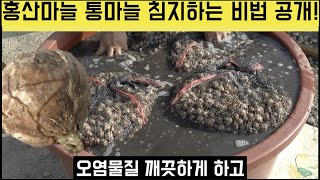 [한국농수산TV] 마늘의 독립!! 홍산마늘 통마늘 침지 비법 공개~~ 충남 홍성 / 홍산마늘 문의 010-8556-1010