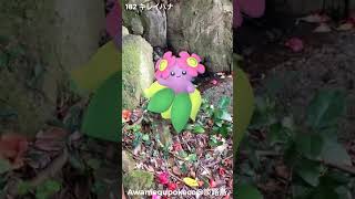 キレイハナ｜Bellossom｜ShinyPokémon【ポケモンGO】PoKeMoN GO AR｜AR動画｜NianticAR｜GOsnapshot｜淡路島  #ポケモン