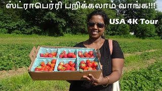 ஸ்ட்ராபெர்ரி பறிக்கலாம் வாங்க | Irrigation System in USA | Agriculture in USA | USA Tamil Vlog