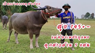 Ep.24 เปิดแบ่ง ควายอุทัยแม่ท้องสูง145+- ลูกสาวพ่อล้าน 5 แสนสนใจ☎️092-6328458.062-9461432