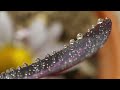 아침이슬💧물방울사진 빛갈라짐 이슬방울 이슬사진 촬영노하우 water drop. close up