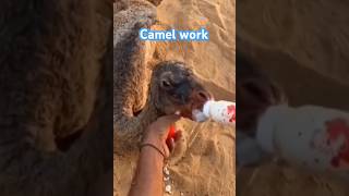 Camel work#frstvlog #25january