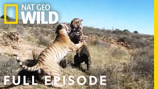 War of the Carnivores ( Episode) | World's Deadliest